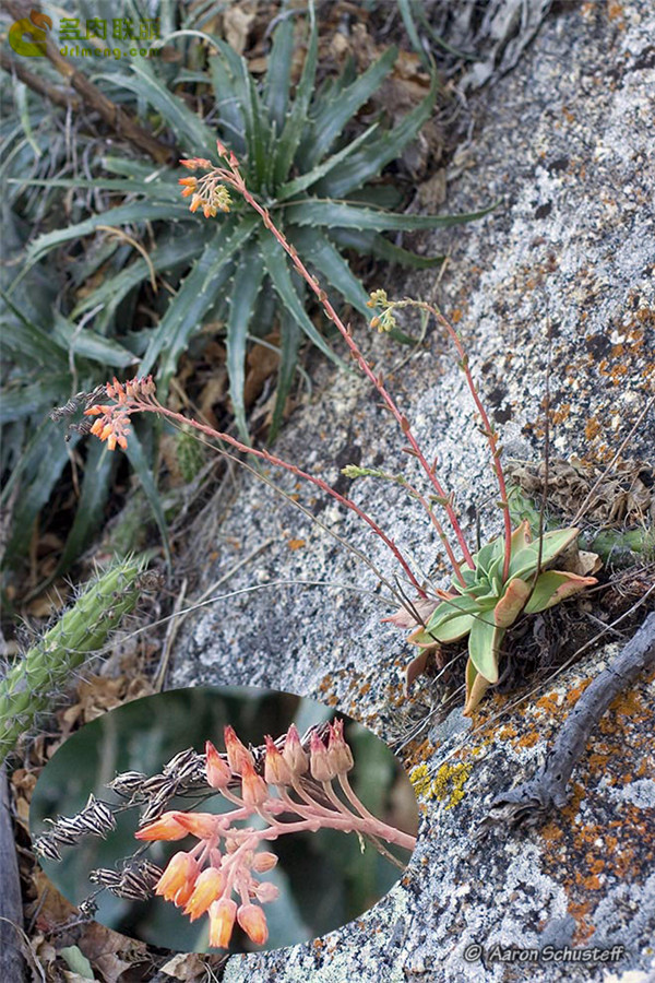 仙女杯 努比吉娜 Dudleya nubigena ssp. cerralvensis