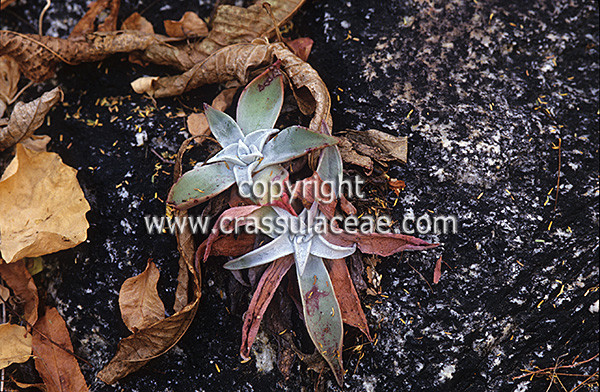 仙女杯 努比吉娜 Dudleya nubigena ssp. cerralvensis