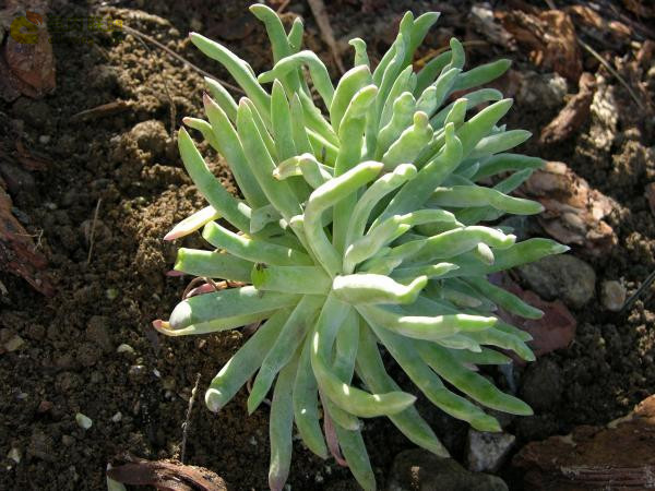 仙女杯沃枯提 Dudleya orcuttii