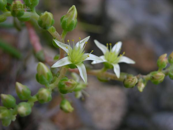 仙女杯沃枯提 Dudleya orcuttii