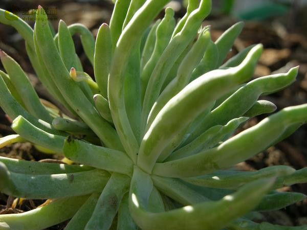 仙女杯沃枯提 Dudleya orcuttii