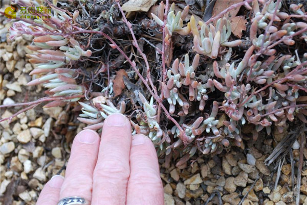 仙女杯沃枯提 Dudleya orcuttii