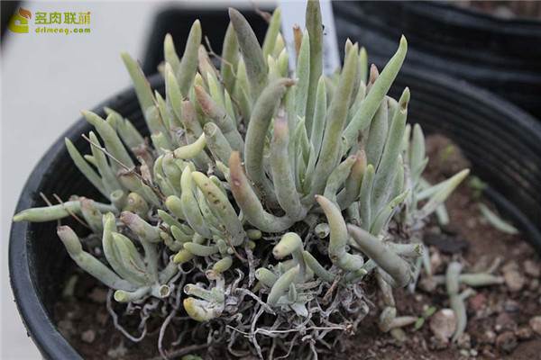 仙女杯沃枯提 Dudleya orcuttii