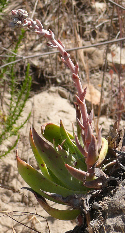 仙女杯帕么瑞 Dudleya palmeri