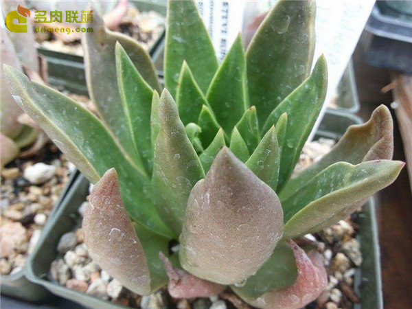 仙女杯帕么瑞 Dudleya palmeri
