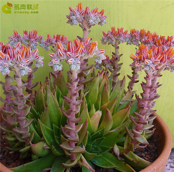 仙女杯帕么瑞 Dudleya palmeri