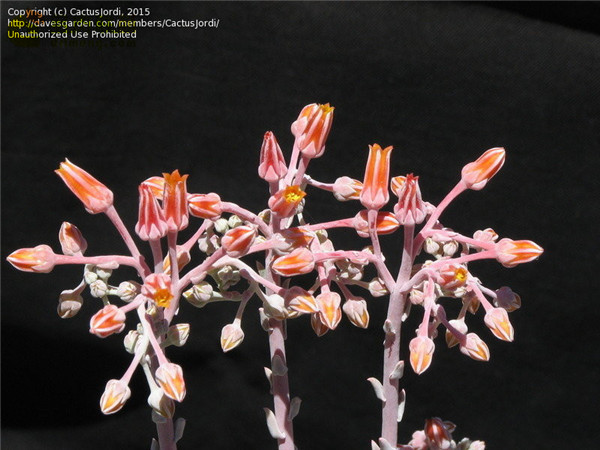 仙女杯泡西芙罗拉 Dudleya pauciflora