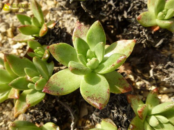 法若莫沙 Dudleya fromosa