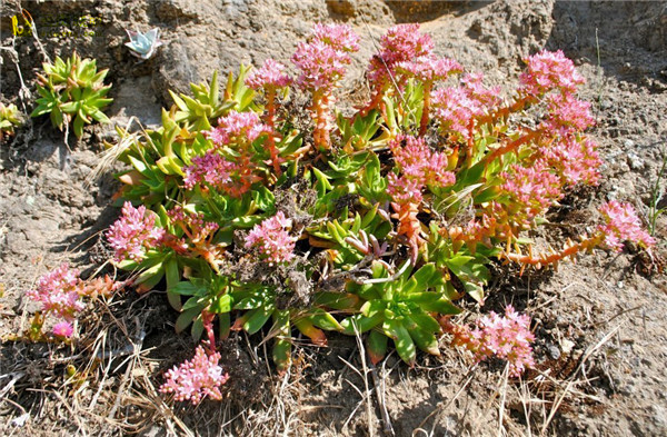 法若莫沙 Dudleya fromosa