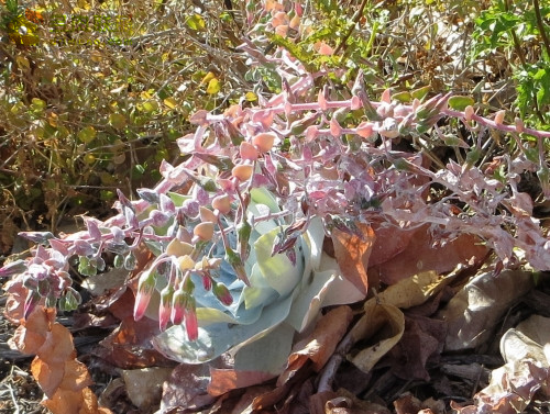 仙女杯雪山 Dudleya pulverulenta