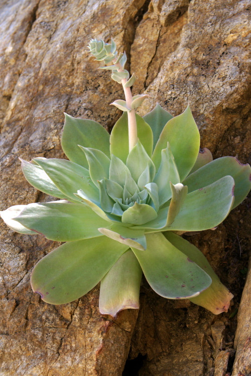 仙女杯雪山 Dudleya pulverulenta