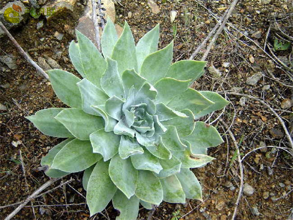 仙女杯雪山 Dudleya pulverulenta sp. pulverulenta