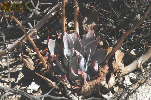仙女杯雪山 Dudleya pulverulenta sp. arizonica