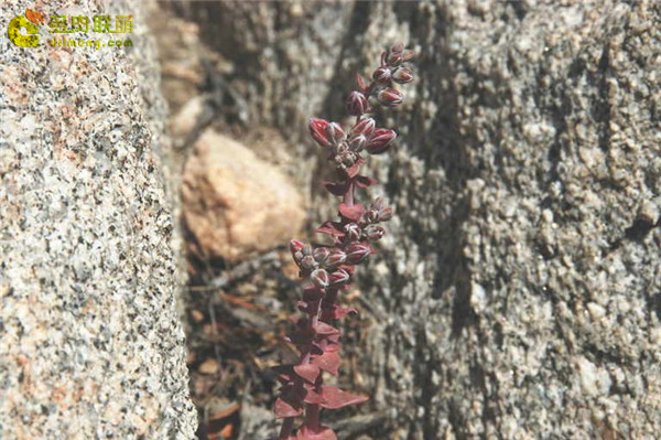 仙女杯雪山 Dudleya pulverulenta sp. arizonica