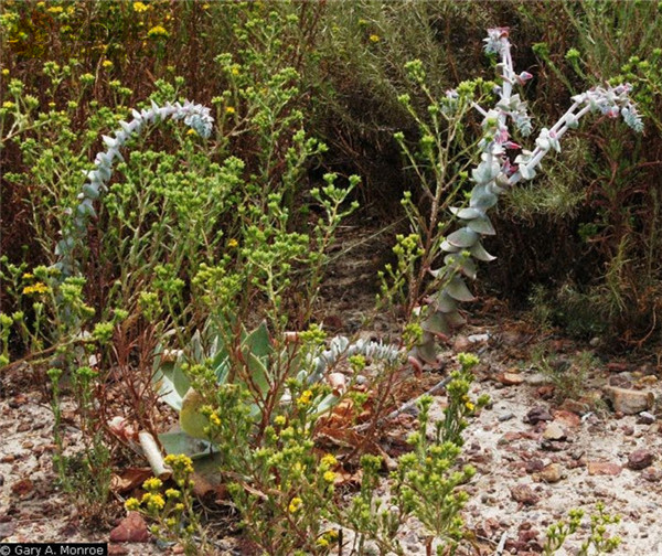 仙女杯雪山 Dudleya pulverulenta sp. pulverulenta