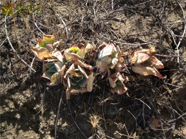 仙女杯雪山 Dudleya pulverulenta sp. pulverulenta