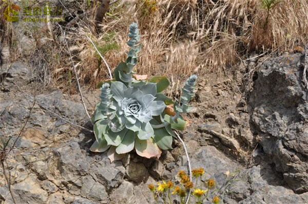 仙女杯雪山 Dudleya pulverulenta sp. pulverulenta