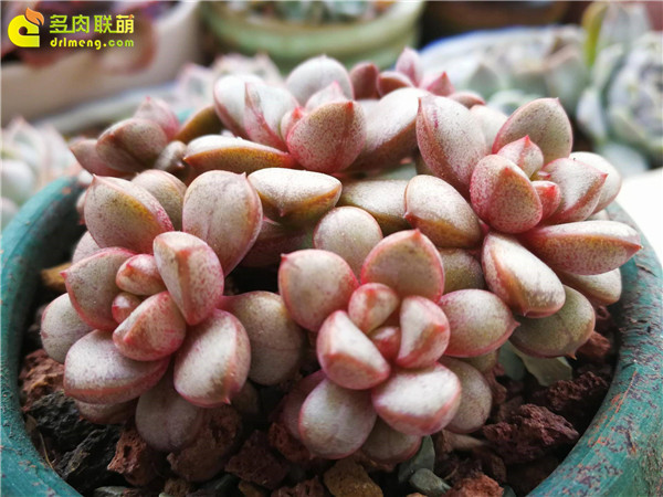 红葡萄