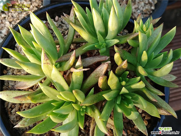 青冈 Dudleya glauca