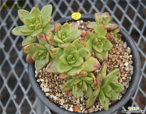 青冈 Dudleya glauca
