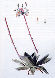 瑞吉达 Dudleya rigida