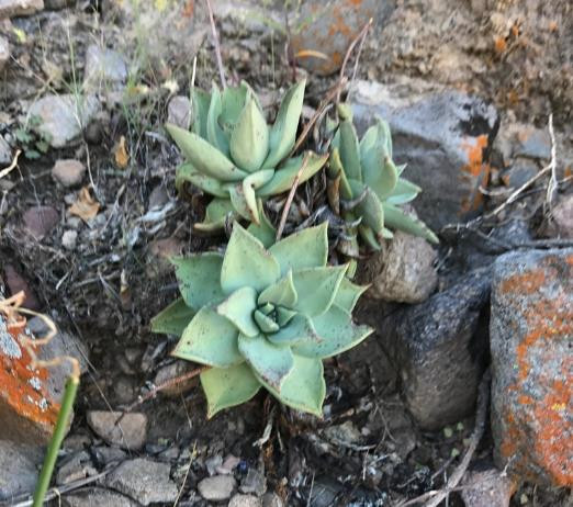 仙女杯茹本丝 Dudleya rubens