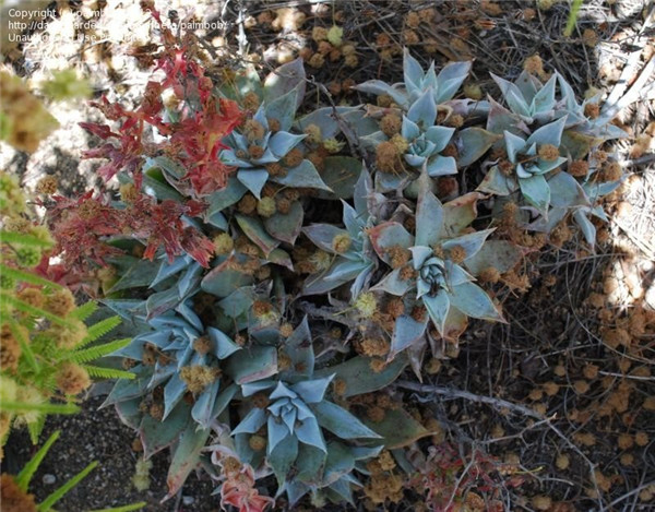 仙女杯茹本丝 Dudleya rubens
