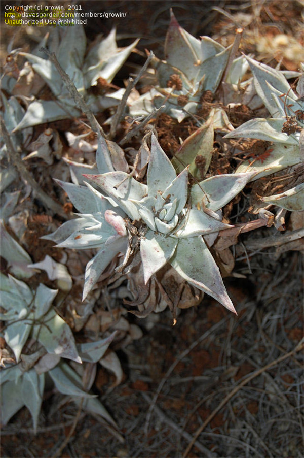 仙女杯茹本丝 Dudleya rubens