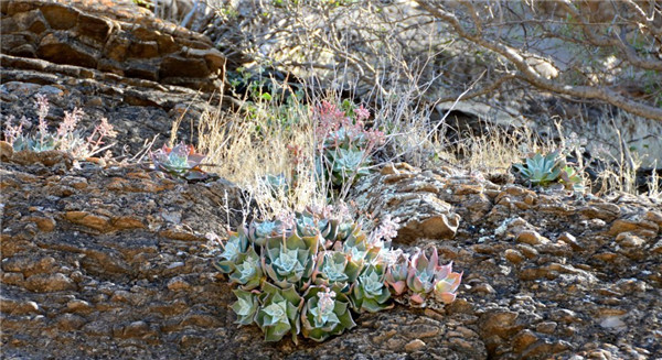 仙女杯茹本丝 Dudleya rubens