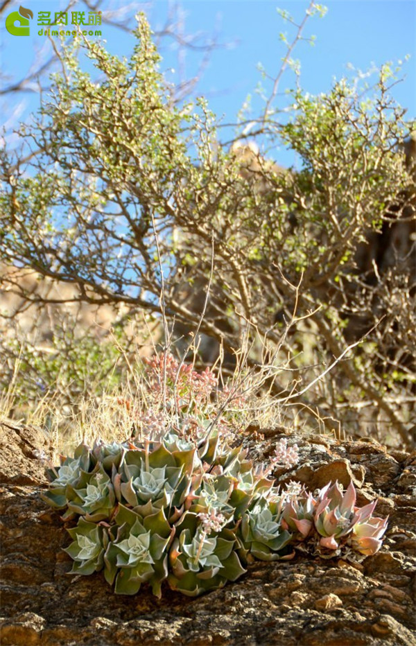 仙女杯茹本丝 Dudleya rubens