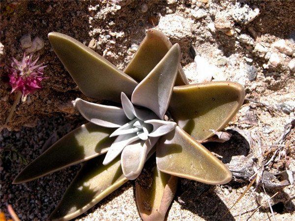 Dudleya saxosa ssp. aloides