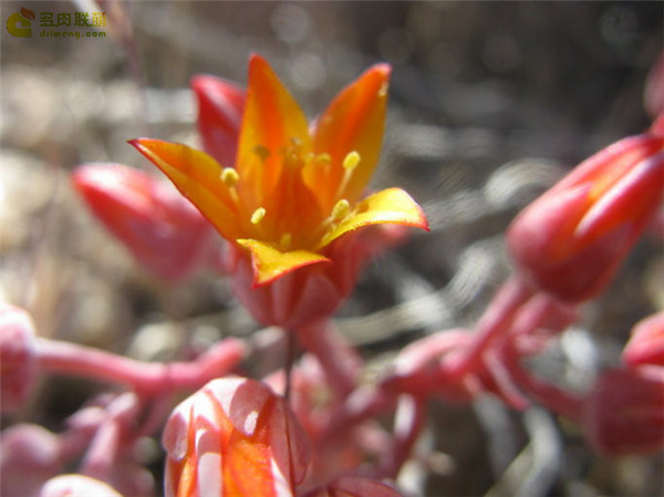 Dudleya saxosa ssp. aloides
