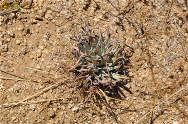 Dudleya saxosa ssp. aloides