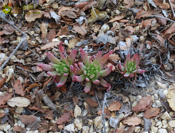 仙女杯赛米特雷斯 Dudleya semiteres