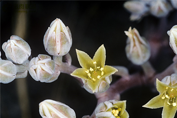 仙女杯 赛特绮丽 Dudleya setchellii