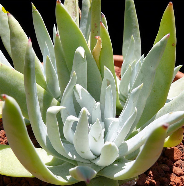 仙女杯 赛特绮丽 Dudleya setchellii