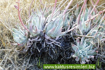 仙女杯思珀柔丽 Dudleya sproulii