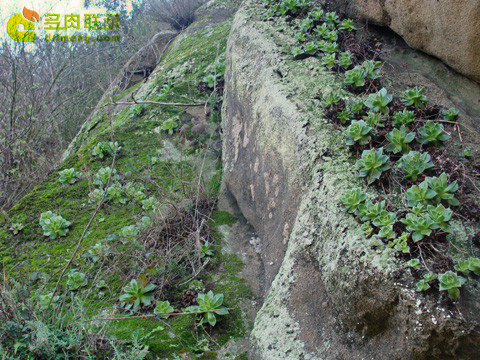 仙女杯思托罗尼菲拉 Dudleya stolonifera