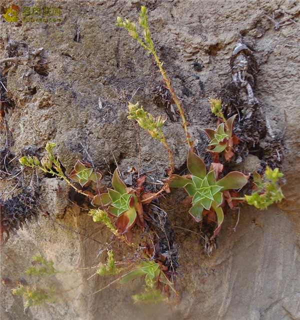 仙女杯思托罗尼菲拉 Dudleya stolonifera