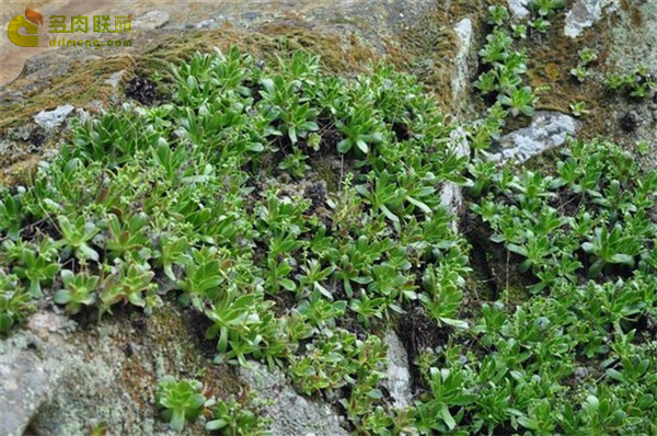 仙女杯思托罗尼菲拉 Dudleya stolonifera