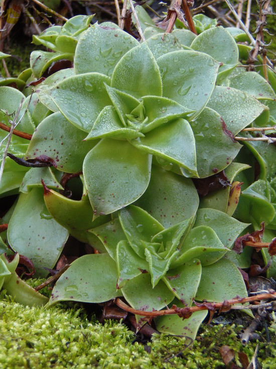 仙女杯思托罗尼菲拉 Dudleya stolonifera