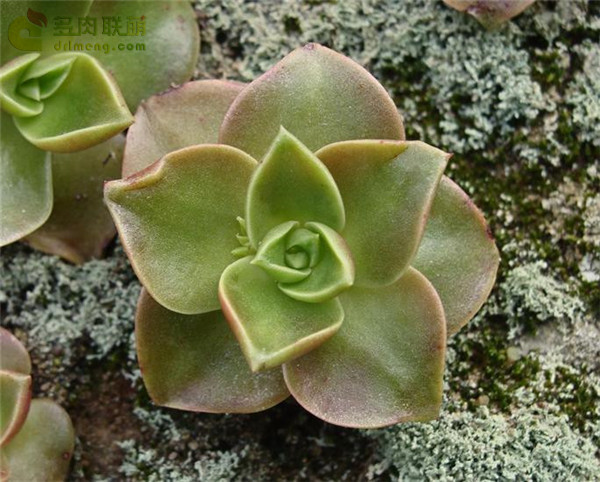 仙女杯思托罗尼菲拉 Dudleya stolonifera