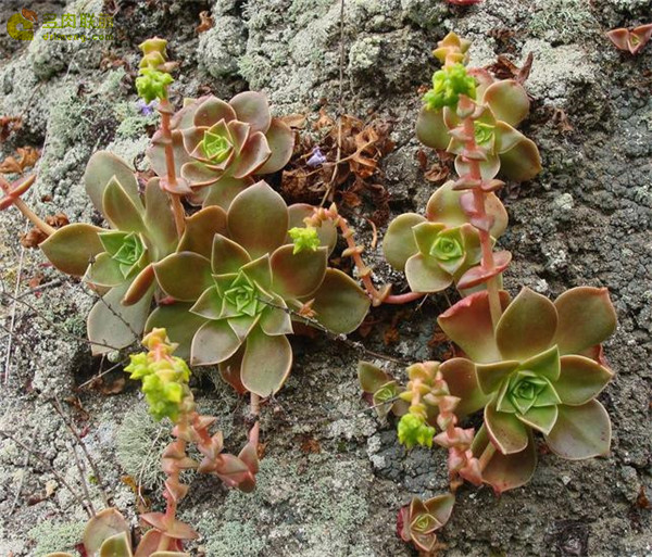 仙女杯思托罗尼菲拉 Dudleya stolonifera