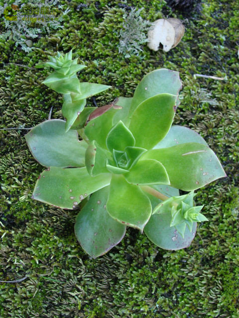 仙女杯思托罗尼菲拉 Dudleya stolonifera