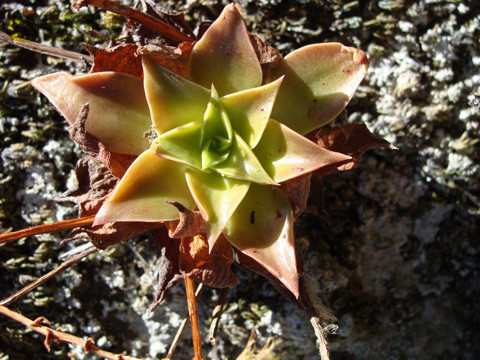 仙女杯思托罗尼菲拉 Dudleya stolonifera