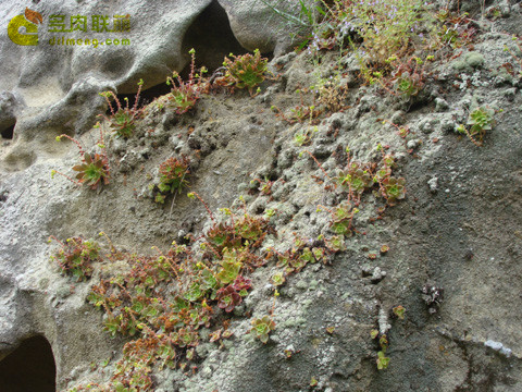 仙女杯思托罗尼菲拉 Dudleya stolonifera