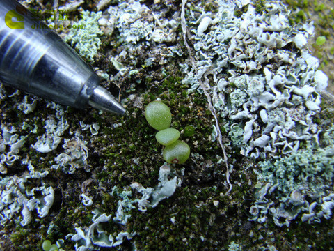 仙女杯思托罗尼菲拉 Dudleya stolonifera