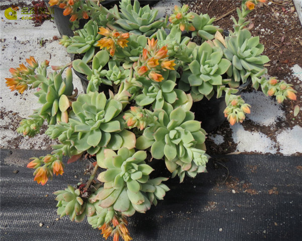 E.'Graessneri'