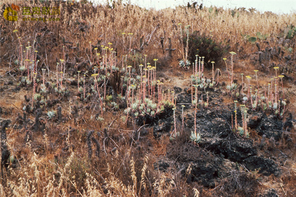 特氏仙女杯 Dudleya traskiae