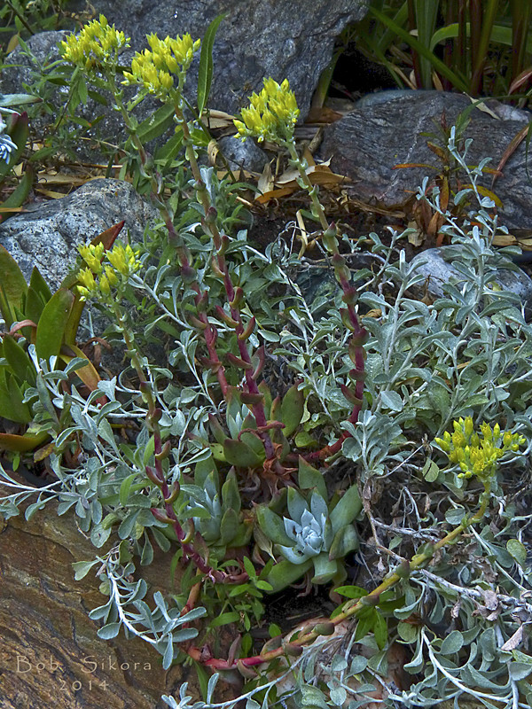 特氏仙女杯 Dudleya traskiae